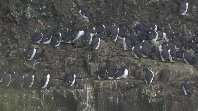 Colony of Common Murres Perched on a Rocky Sea Cliff in Iceland