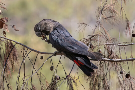 Australian Glossy Black Cockatoo feeding on Casuarina seed pods