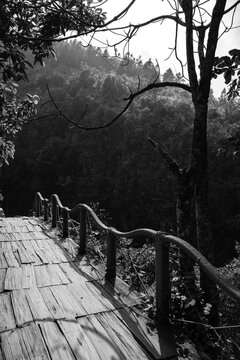Wooden Pathway with Railing Through Lush Forest Landscape in Black and White- vertical