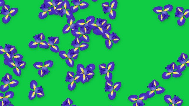 Falling Purple Iris Flowers Animation on Solid Green Background