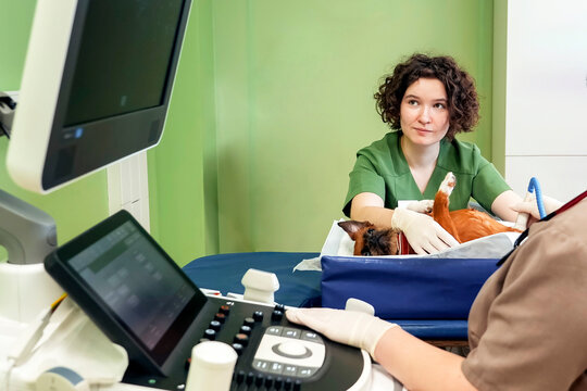 Two female veterinarians wearing scrubs and gloves carefully examine a small brown dog lying on its back on a blue examination table in a bright clinic
