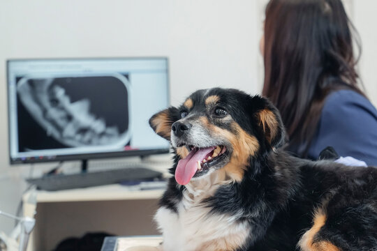 Cheerful black color dog is comforted by a veterinarian in blue scrubs and gloves. An X-ray of a spine is visible on a monitor at the daytime animal clinic