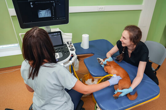 A female veterinarian holds a small dog by the paws during an abdominal ultrasound examination on a table.