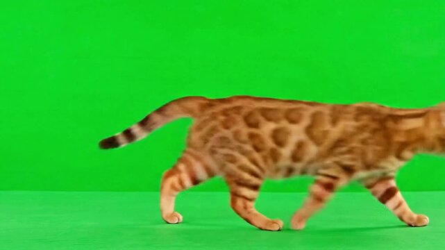 Full body profile of bengal cat walking on green screen background feline animal pet chroma key