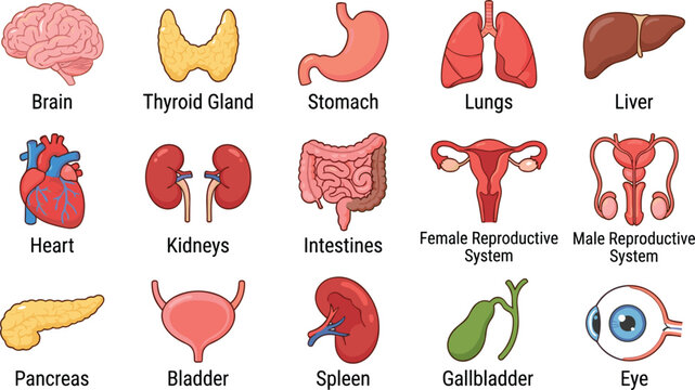 Human internal organs anatomy icon vector illustration set featuring brain heart lungs liver stomach and kidneys medical diagrams