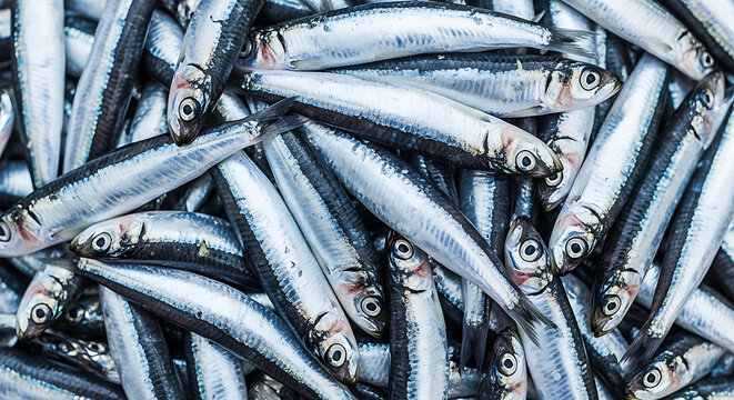 A fresh anchovy bounty with silver fish and seafood on display at a traditional market
