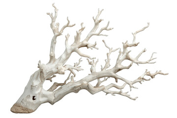 Fototapeta premium White weathered driftwood branches representing natural organic sculpture and twisted texture on transparent background