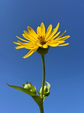 Yellow flower Cup plant Silphium perfoliatum against blue sky.