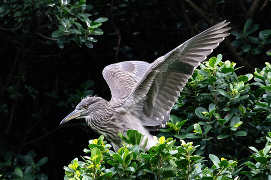 Black crowned night heron (Nycticorax nycticorax) Perched in ak tree, wings spread. At Kowloon park in Hong Kong. 
