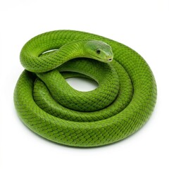 Fototapeta premium Vibrant Green Snake Coiled in a Circular Shape on White Background.