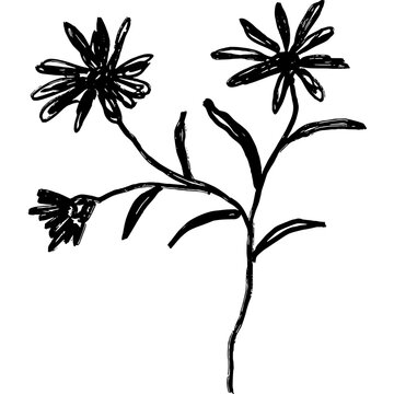 Abstract black silhouette of a aster flower