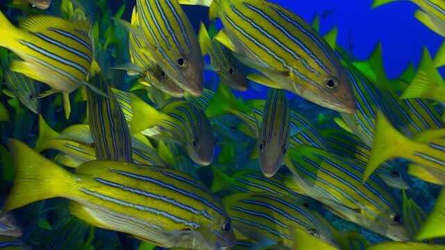 Schools of striped fish swim gracefully through azure waters, creating stunning display color and movement. Surrounding coral structures frame this lively underwater world, showcasing nature artistry.