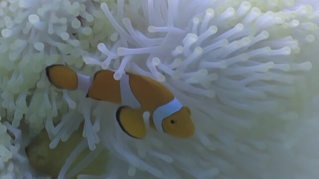 Orange and white Clownfish gracefully swim among the tentacles of a pristine, bleached white Anemone on a sunny afternoon in the coral reef.