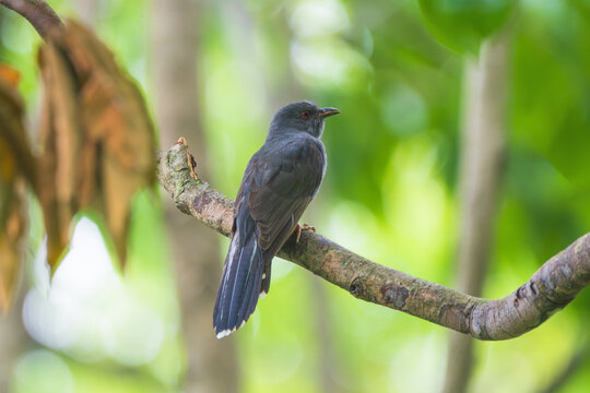 A Gray-bellied Cuckoo (Cacomantis passerinus) perched quietly on a branch in its natural habitat. This small migratory cuckoo is recognized by its slender build, gray underparts, and long tail