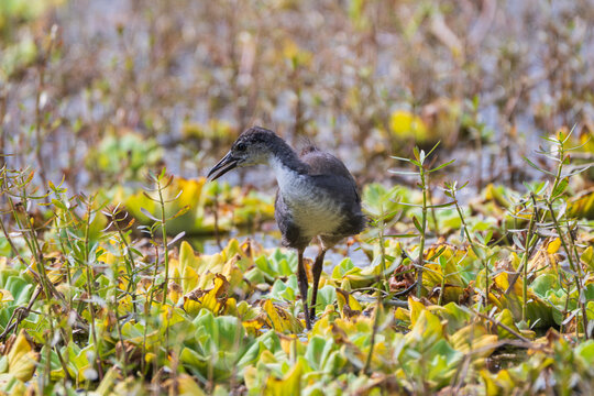 An immature White-breasted Waterhen (Amaurornis phoenicurus) foraging in a natural wetland. This juvenile waterbird is distinguished by its softer plumage and developing coloration compared to adults.