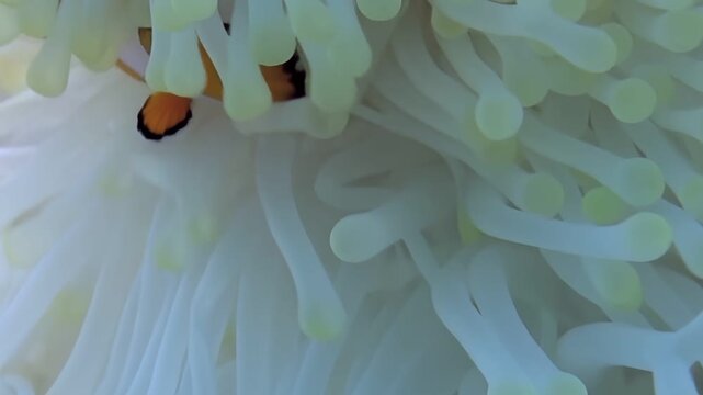 A vibrant clownfish gracefully swims and seeks shelter among the ethereal tentacles of a delicate anemone in its underwater home in the Ocean.