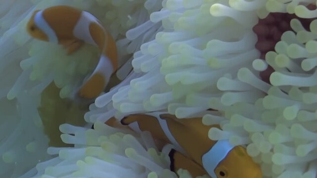 A playful Clownfish explores and gently navigates through the tentacles of its bulbous Anemone. This vivid symbiotic interaction unfolds in a tropical reef environment.
