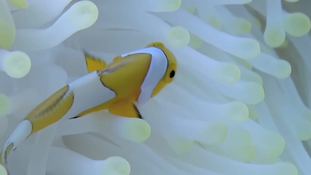 A vibrant orange and white clownfish flits and swims gracefully through the tentacles of a white sea anemone, its natural habitat in the dazzling coral reef.