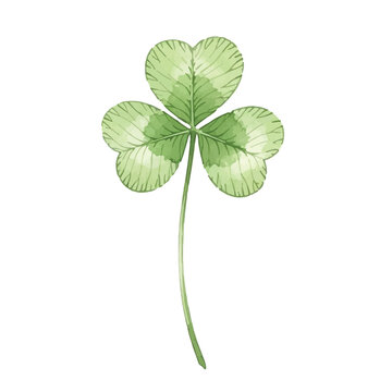 Watercolor shamrock three leaf clover illustration on white background