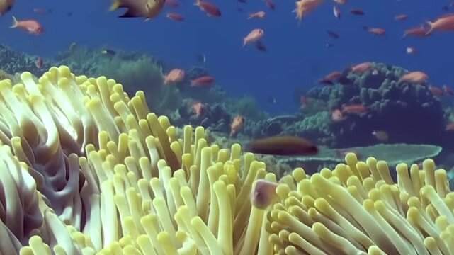 A vibrant Clownfish finds shelter within the waving tendrils of its host Sea Anemone, while a myriad of other small, orange fish shimmer in the background in this underwater haven.