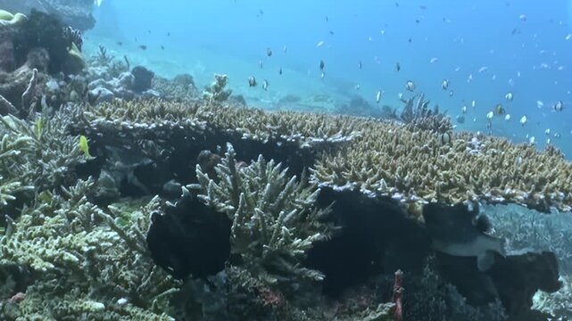 Witness a dazzling display of marine biodiversity as small fish flit gracefully around a magnificent, sprawling coral reef.