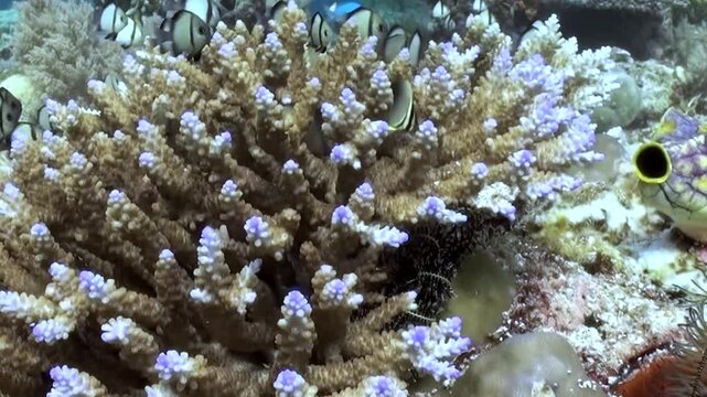 Small striped fish gracefully swim through a branching coral garden with blue-tipped polyps.