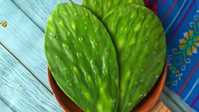 Cleaned Mexican nopales or cactus ready for cooking, top view