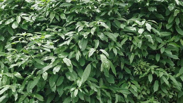 Dense tropical green leaves forming a natural foliage texture background