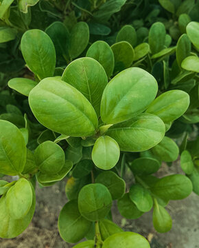 Fresh Green Ficus Microcarpa Leaves Vibrant Nature Foliage Close Up Photo