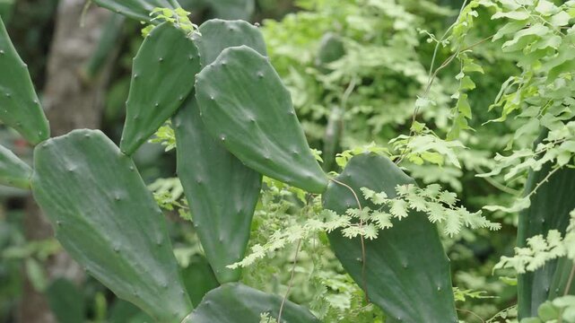 Green prickly pear cactus pads growing in a lush tropical botanical garden
