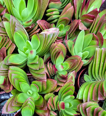 Obraz premium bcolourful succulent plant background