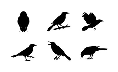 Fototapeta premium 70 Black Bird Silhouettes, Avian Vector Icons, Crow and Raven Poses, Wildlife Vector Collection, Graphic Elements for Design 100