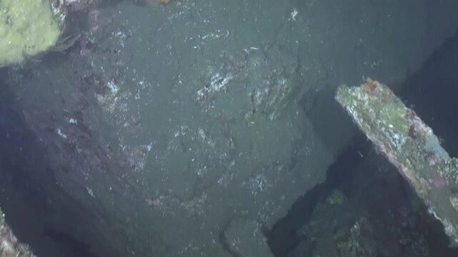 Glimpse the ghostly shell of a sunken ship deep underwater. Coral and algae paint rusted metal in vibrant hues, revealing an eerie, tranquil world on the seabed. Ancient secrets slumber.