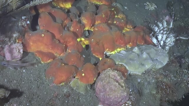 Orange sponges cluster together on the dark ocean floor in deep water, surrounded by various small corals and a distinctive striped crinoid, painting a vivid picture of tranquil underwater existence.