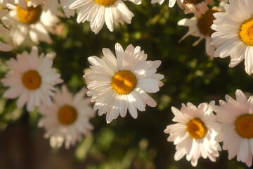 Beautiful blooming chamomile flowers in a sunny field. White daisy blossoms close up in warm golden sunlight.