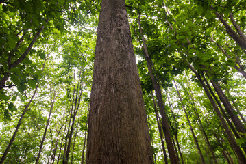 Fototapeta premium Trees in the forest in the summer. Natural green background.