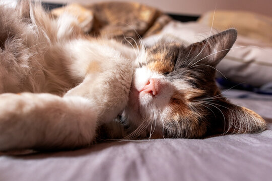 Close up of a fluffy calico cat sleeping peacefully on a soft bed, horizontal view