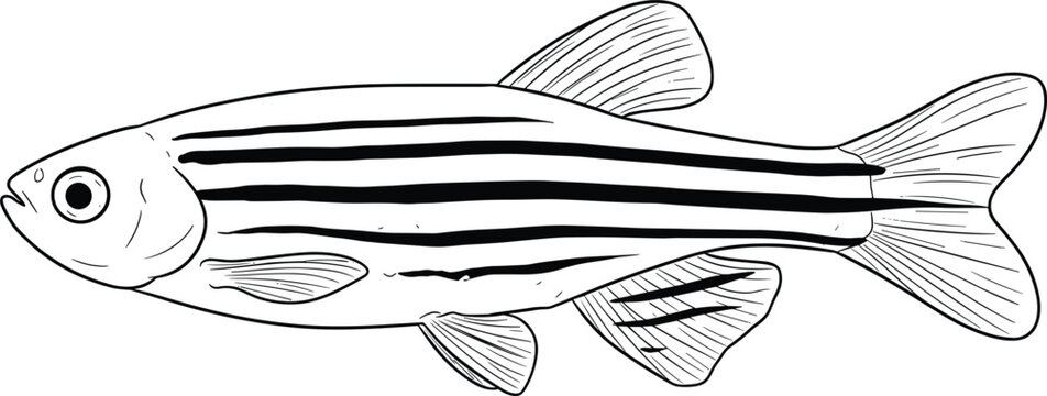Zebrafish danio rerio vector outline illustration for scientific biological genetic research and aquarium fish tank hobbyist designs