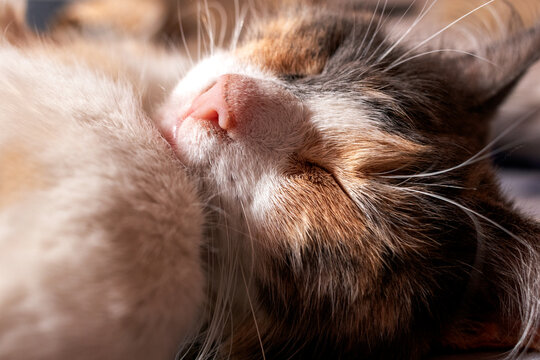 Detailed shot of a sleeping domestic kitten resting comfortably in warm light