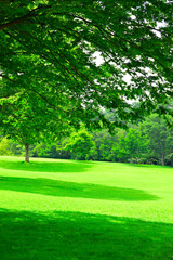 Obraz premium 緑の公園の芝生と木々