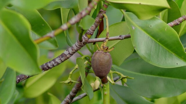 Mangrove Propagule Developing Among Green Leaves