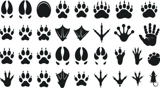 Wildlife Animal Paw Print and Track Silhouette Mega Set with Diverse Mammal Hoof Bird Claw and Reptile Feet Marks for Nature Outdoor Education