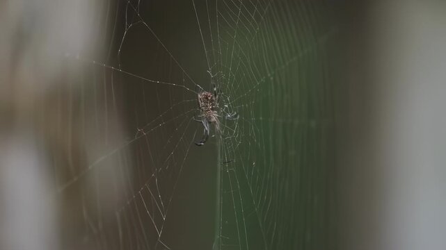 Spider in the center of web.