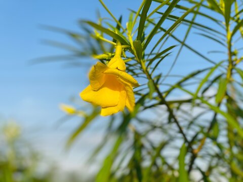 Beautiful Yellow Oleander Flower Blooming Against Blue Sky in Sunlight