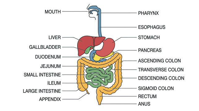 Human Digestive System Anatomy Diagram