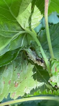Vertical video of a black garden ant, or lasius (Lat. Lasius niger), drinking the sweet juice of aphids (Lat. Aphidoidea), dangerous garden pest that attacks blackcurrant leaves. Pest control concept