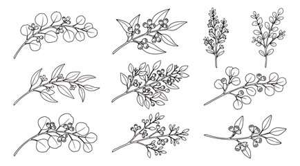 Hand drawn eucalyptus branches collection, set of 10 botanical line art illustrations, minimalist floral greenery sketches for wedding invitations © Muhammad