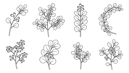 Minimalist eucalyptus leaf line art set, 8 botanical branch vector illustrations, hand drawn floral foliage elements for wedding invitations and branding © Muhammad