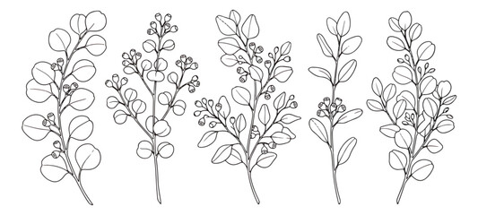 Minimalist eucalyptus line art vector set, hand drawn botanical branches with leaves, elegant floral sketches for wedding invitations and branding © Muhammad