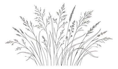 Hand drawn wild meadow grass vector illustration, botanical field weeds and cereal plants line art, rustic black and white floral sketch for wedding stationery © Muhammad